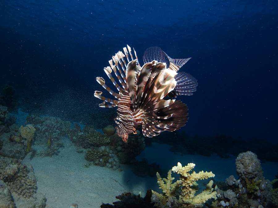 Север Красного моря - Сафага (7 ночей)