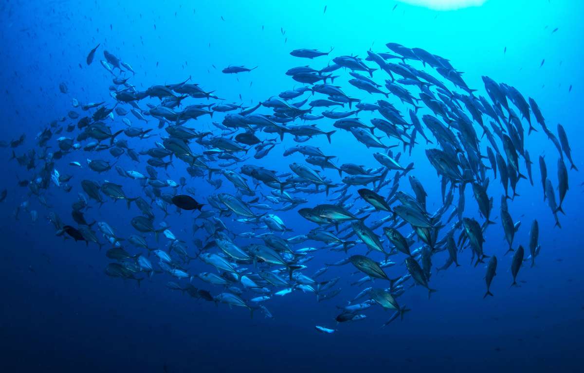 Дальний юг Мальдив (7 ночей)