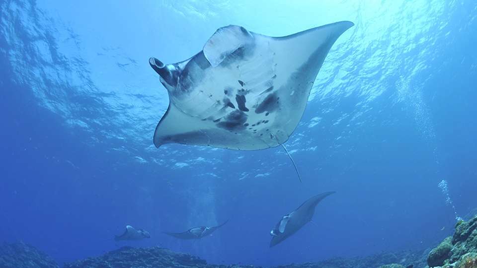Центральные атоллы Мальдив (7 ночей)