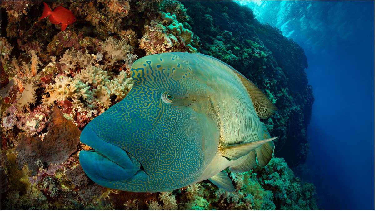 Бразерс, Дедалус, Эльфинстоун (Хургада - Хургада) (7 ночей)