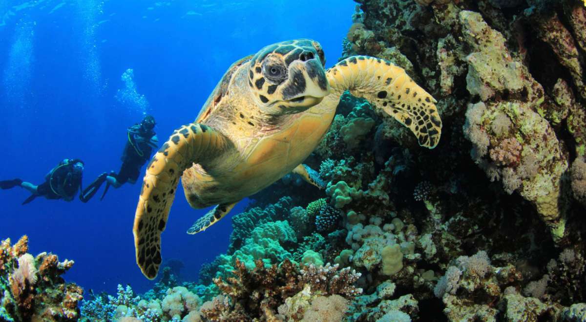 Центральные атоллы Мальдивских островов (7 ночей)