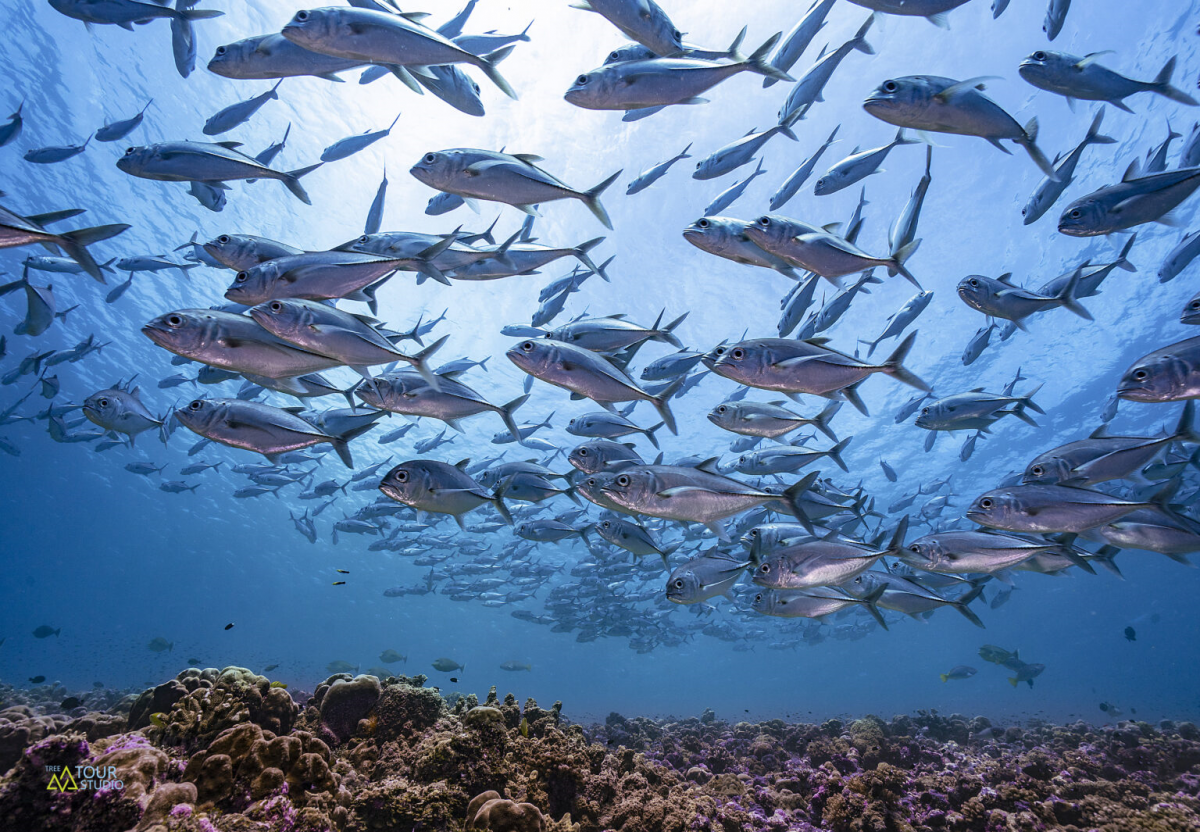 Острова Палау (7 ночей)