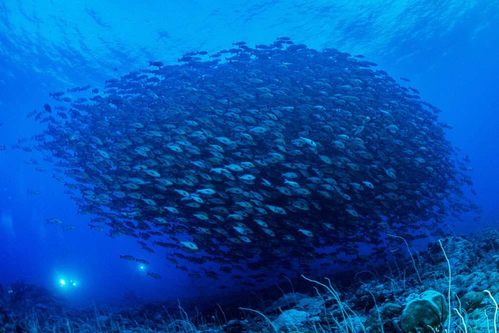 Острова Палау: специальный маршрут в новолуние (7 ночей)