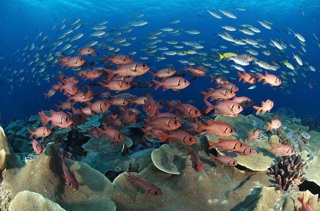 Острова Палау: специальный маршрут в полнолуние (7 ночей)