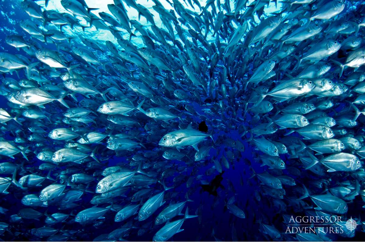 Острова Палау (7 ночей)