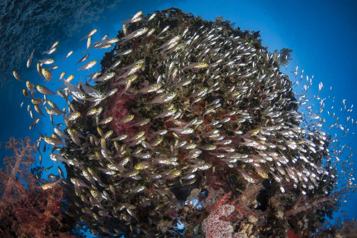 Дедалус – Фьюри Шоалз - Эльфинстоун</br>(7 ночей)