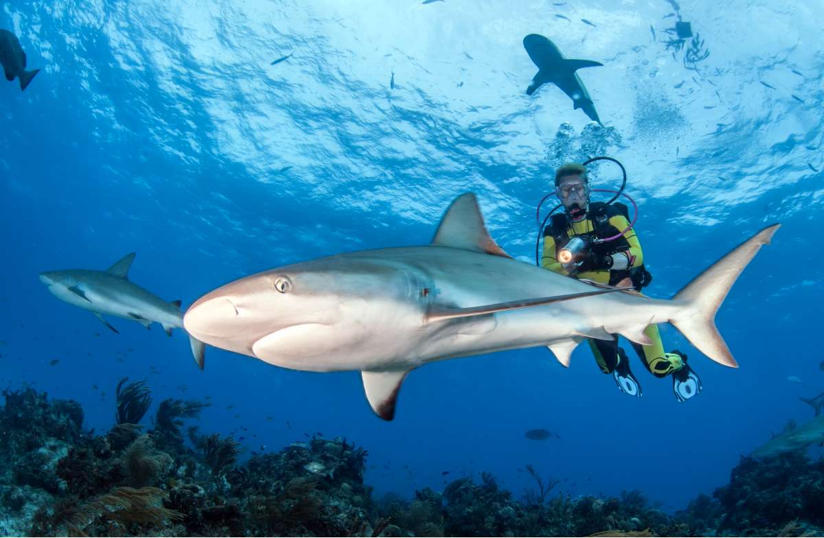 Восточное побережье Большого Багама и Тайгер Бич 