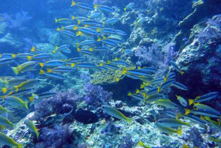 Ришелье Рок (Richelieu Rock)