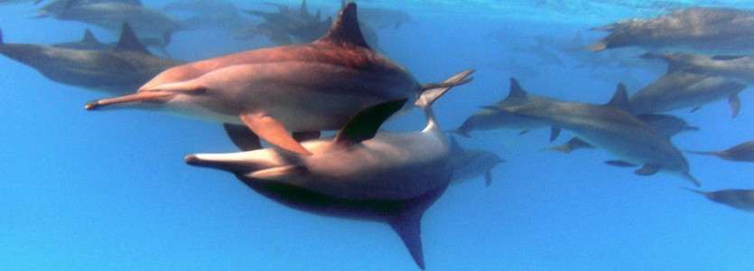 Долфін  Хаус (Dolphin House)