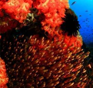 Татава Айленд