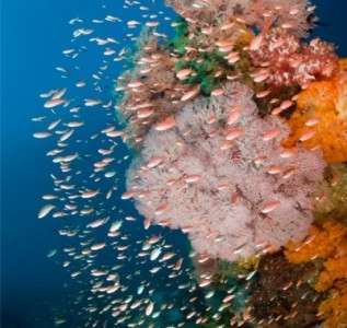 Канібал Рок