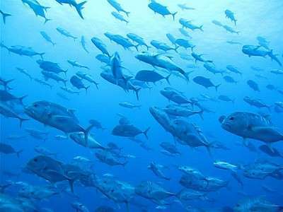 Пелеліу Експрес