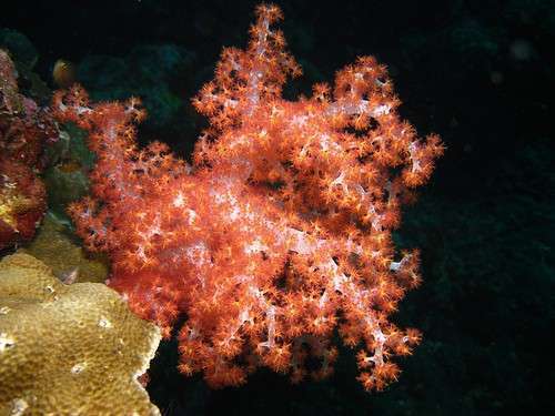 Лас 7 Матас де Коко